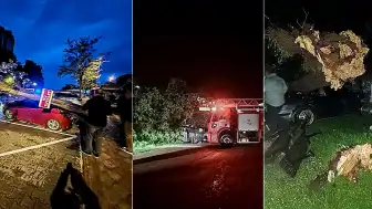 Bartın'da Fırtına Ağaçları Devirdi, Araçlarda Hasara Yol Açtı
