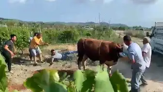 Bursa'da Kurbanlık Boğa Sahibine Tekme Attı