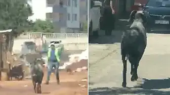 Gaziantep'te Sahipsiz Kalan Kurbanlık Koç, Vatandaşlara Zor Anlar Yaşattı