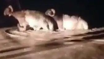 Hatay'da Sağanak Hayvan Pazarını Vurdu