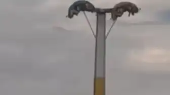 İzmir'de Lunapark Kabusu: Oyuncak Arızaları Vatandaşları Mahsur Bıraktı
