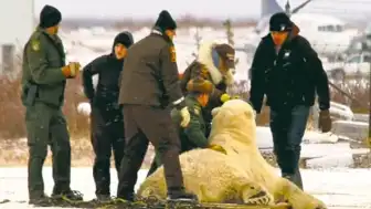 Kaliforniya'da Ayı Kostümlü Dolandırıcılık Girişimi: Zanlılar Tutuklandı