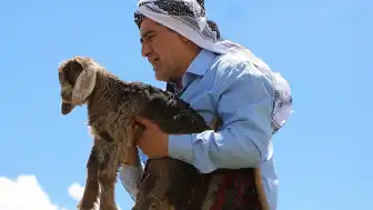 Türkücü Aydın Aydın, Taşlara Sıkışmış Yavru Keçiyi Kurtardı