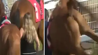 Yarış Atı Sahip Olduğu Yere Savruldu: Ahır Çalışanı Hafif Yaralandı