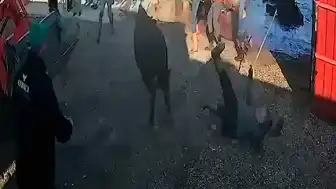 Afyonkarahisar'da Kurbanlık Boğa Saldırısı: 5 Yaralı