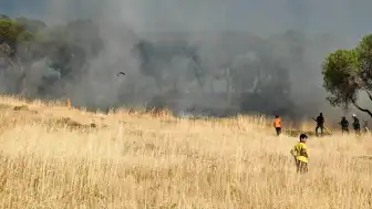 Ayvalık Sakarya Mahallesi'nde Otluk Alanda Yangın Çıktı