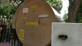 Kadıköy'de Sıra Dışı Arıcılık: Fatih Bostan Dev Kovanla Bal Üretimine Başladı