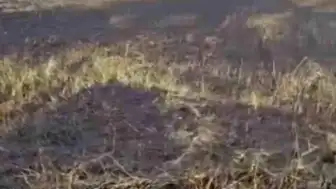 Siverek'te Arazi Yangını: 3 Yaralı ve Büyük Maddi Hasar