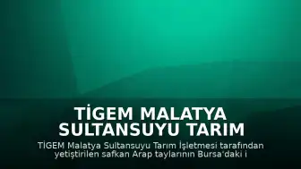 TİGEM Malatya Sultansuyu Tarım İşletmesi Tay Satışlarından 18 Milyon 220 Bin Lira Gelir Sağladı