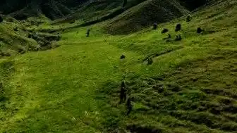 Tunceli'de Mantar Toplayan 3 Kişi Ayı Saldırısına Uğradı