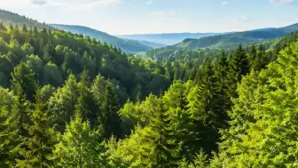 Bilim İnsanları Dünya Üzerindeki Toplam Ağaç Sayısını Hesapladı