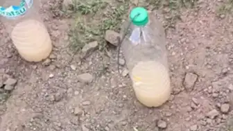 Bingöl'de İzinsiz Salep Toplayanlara ve Biyokaçakçılık Yapanlara Milyonluk Ceza