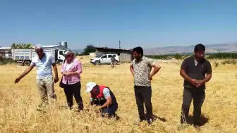 Malatya'da Nohut Hasadı Başladı: 500 Ton Rekolte Bekleniyor