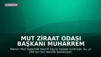 Mut Ziraat Odası Başkanı Muharrem Yılmaz: "Bu yıl hem kalite hem de rekolte oldukça yüksek. Yaklaşık 250 bin ton üretim bekliyoruz."