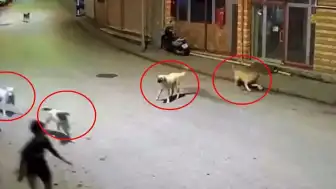 Ordu'da Sokak Köpeklerinin Saldırısına Uğrayan Çocuk Esnafın Müdahalesiyle Kurtarıldı