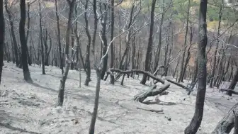 Susurluk'ta Yangın Alanında Ağaçlandırma Hazırlıkları Tamamlanıyor