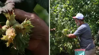 Türkiye'nin 'Yeşil Altını' Fındıkta Hasat Dönemi Başladı