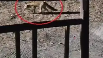 Bursa'da Vatandaş, Ormanda Karşılaştığı Tilkiyi Peynirle Besledi