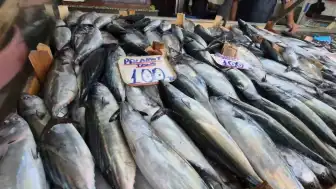 Karadeniz'de Balık Sezonu Bereketi: Palamut Fiyatları 100 TL'ye Düştü