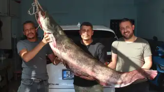 Kızılırmak'ta Yakalanan 1.90 Metrelik Yayın Balığı Şaşırttı
