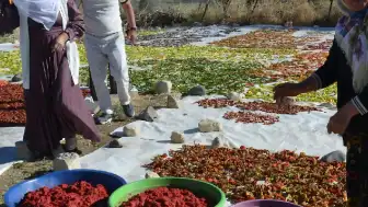 Muş'ta Yol Kenarında Başlayan Kurutulmuş Sebze Üretimi Avrupa'ya Ulaştı