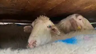 Sakarya'da Kaçak Midye ve Küçükbaş Hayvan Sevkiyatına Ceza Yağdı