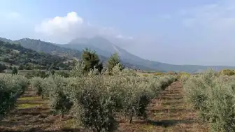 Eskişehir'de Zeytin Üreticisi Erdem Öztürk'ten Yüksek Verim