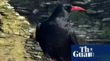 Tintagel Kalesi'nde On Yıllar Sonra Saka Kuşları Yeniden Görüldü