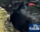 Tintagel Kalesi'nde On Yıllar Sonra Saka Kuşları Yeniden Görüldü