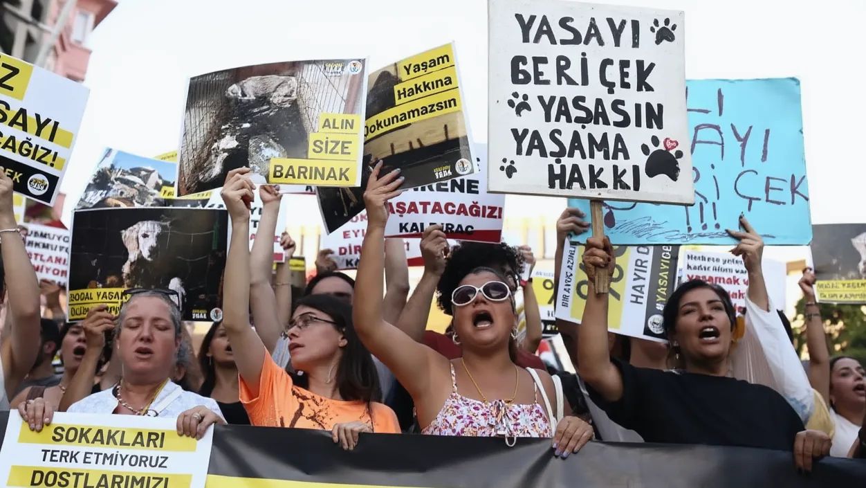 İstanbul Valiliği: Sokak Hayvanları Konusunda Geri Adım Yok