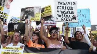 İstanbul Valiliği: Sokak Hayvanları Konusunda Geri Adım Yok