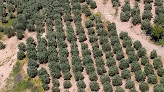 Osmaniye'de Kaçak Kazıya Dronla Baskın: 6 Gözaltı