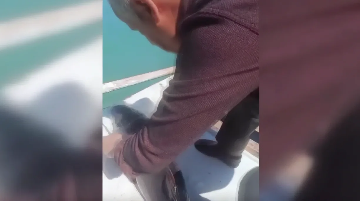 Sinop'ta Balıkçı Ağına Takılan Yunus Yavrusu Kurtarıldı