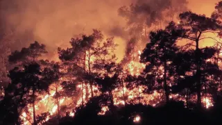Tarım ve Orman Bakanlığı'ndan Orman Yangınları Personeli Hakkında Soruşturma İzni Reddi