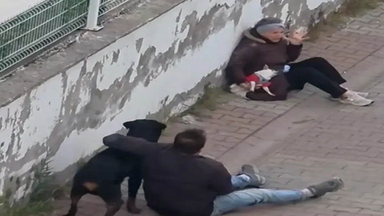 Ümraniye'de Ağızlıksız Rottweiler Küçük Köpeğe Saldırdı