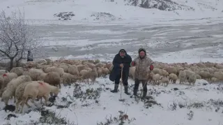Tipi ve Heyelan Nedeniyle 2 Çoban ve 650 Küçükbaş Hayvan Yaylada Mahsur Kaldı