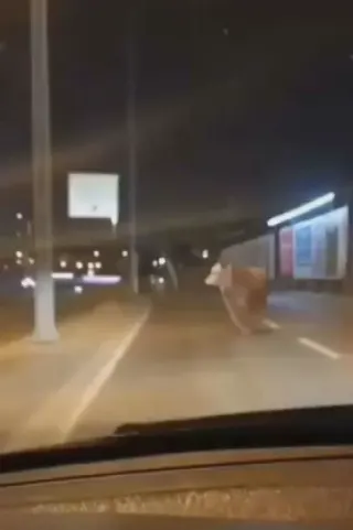 Avcılar'da D-100 Karayolu'na Çıkan Kurbanlık Boğa Trafiği Aksattı