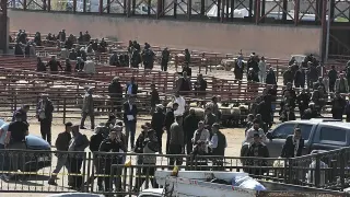 Van'daki Hayvan Pazarı'nda Çıkan Kavgada 1 Kişi Hayatını Kaybetti, 13 Yaralandı